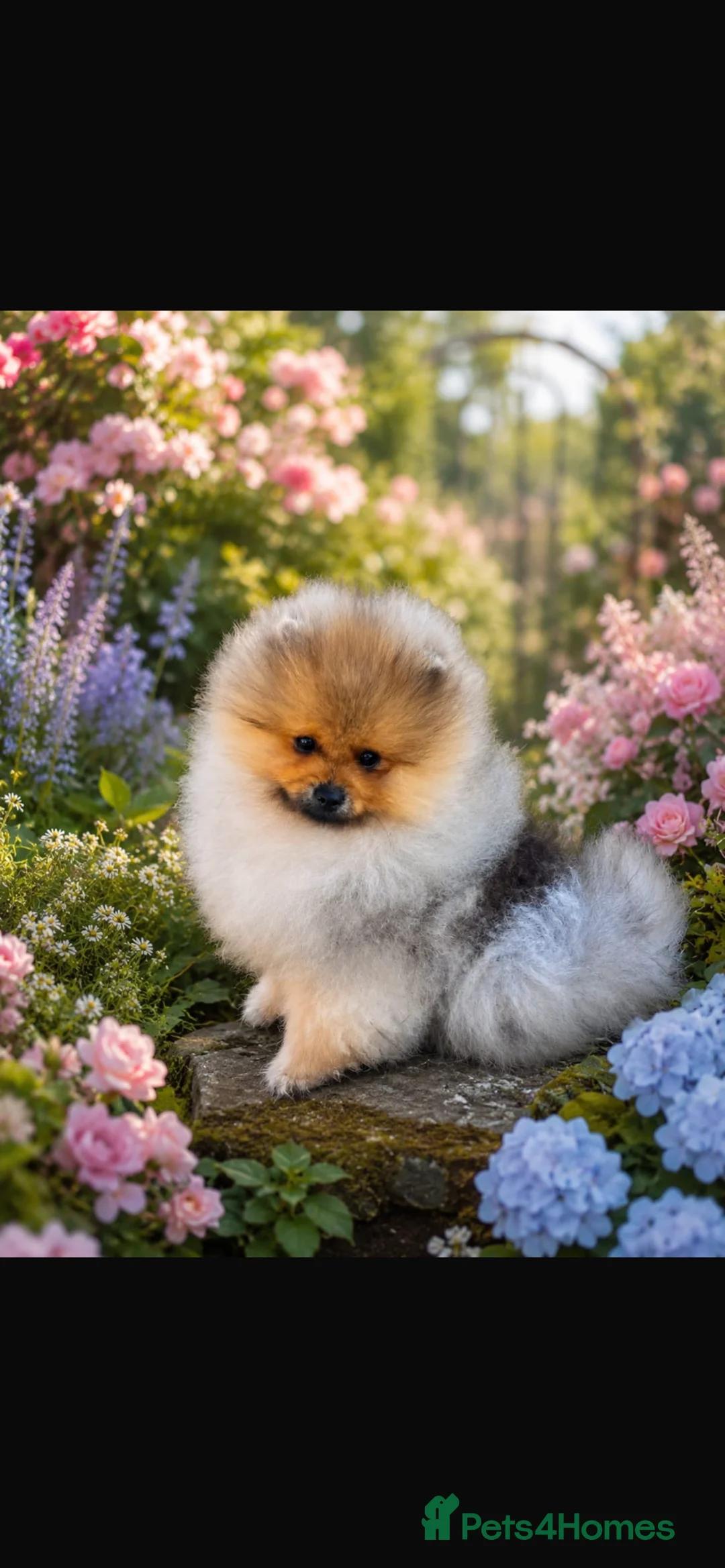Pomeranian dogs for sale: Beautiful Pomeranian boy - Advert 1