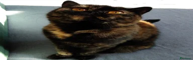 British Shorthair 1