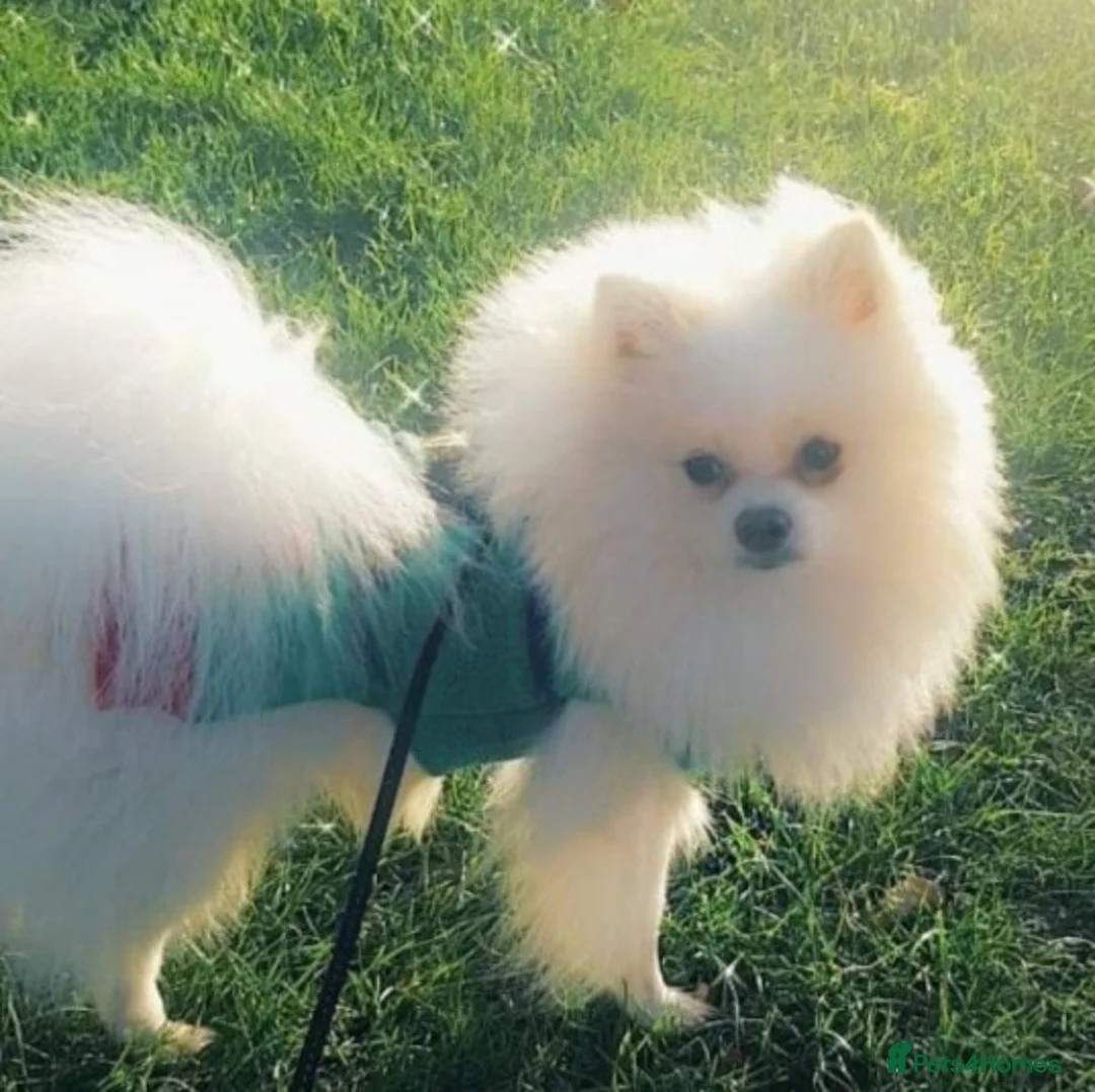 Pomeranian dogs for stud:  White Pomeranian dog “Proven, experienced STUD” in Ilford - Advert 17