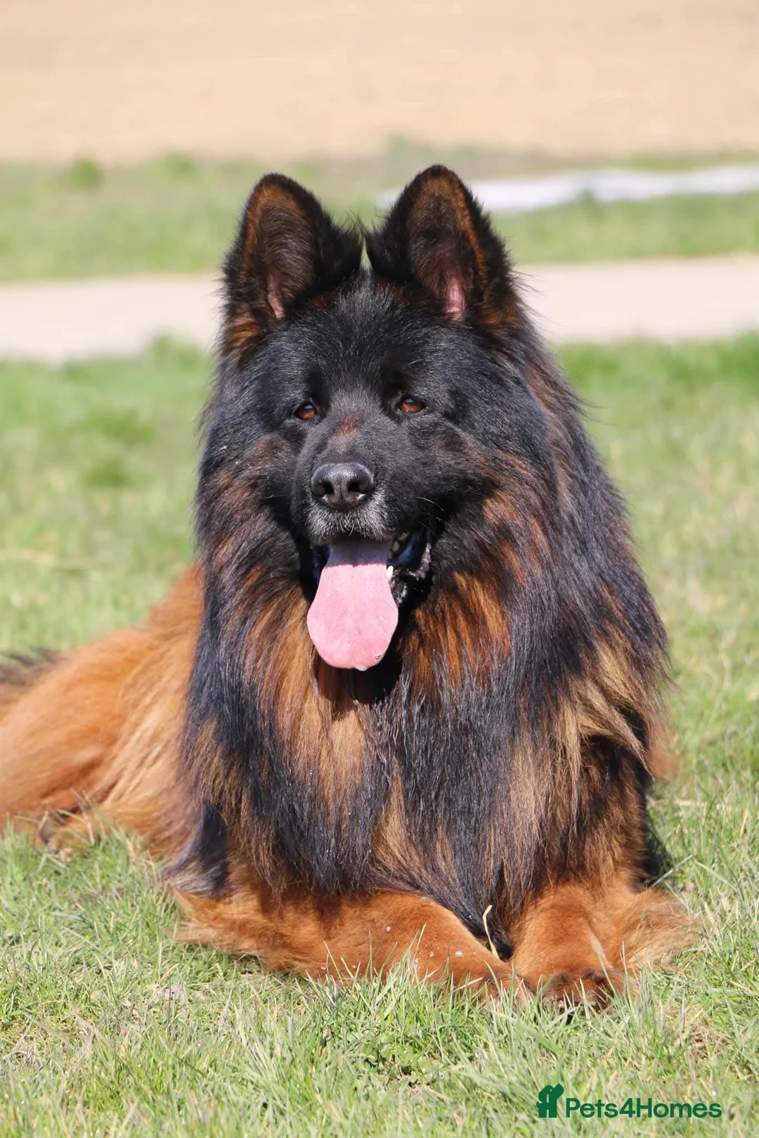 German Shepherd dogs for sale: ( Kc ) Handsome Boy with a Unique pedigree  - Advert 4