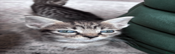 Oriental cats for sale: 6 happy, playful and lovable kittens. in Liverpool - Advert 4