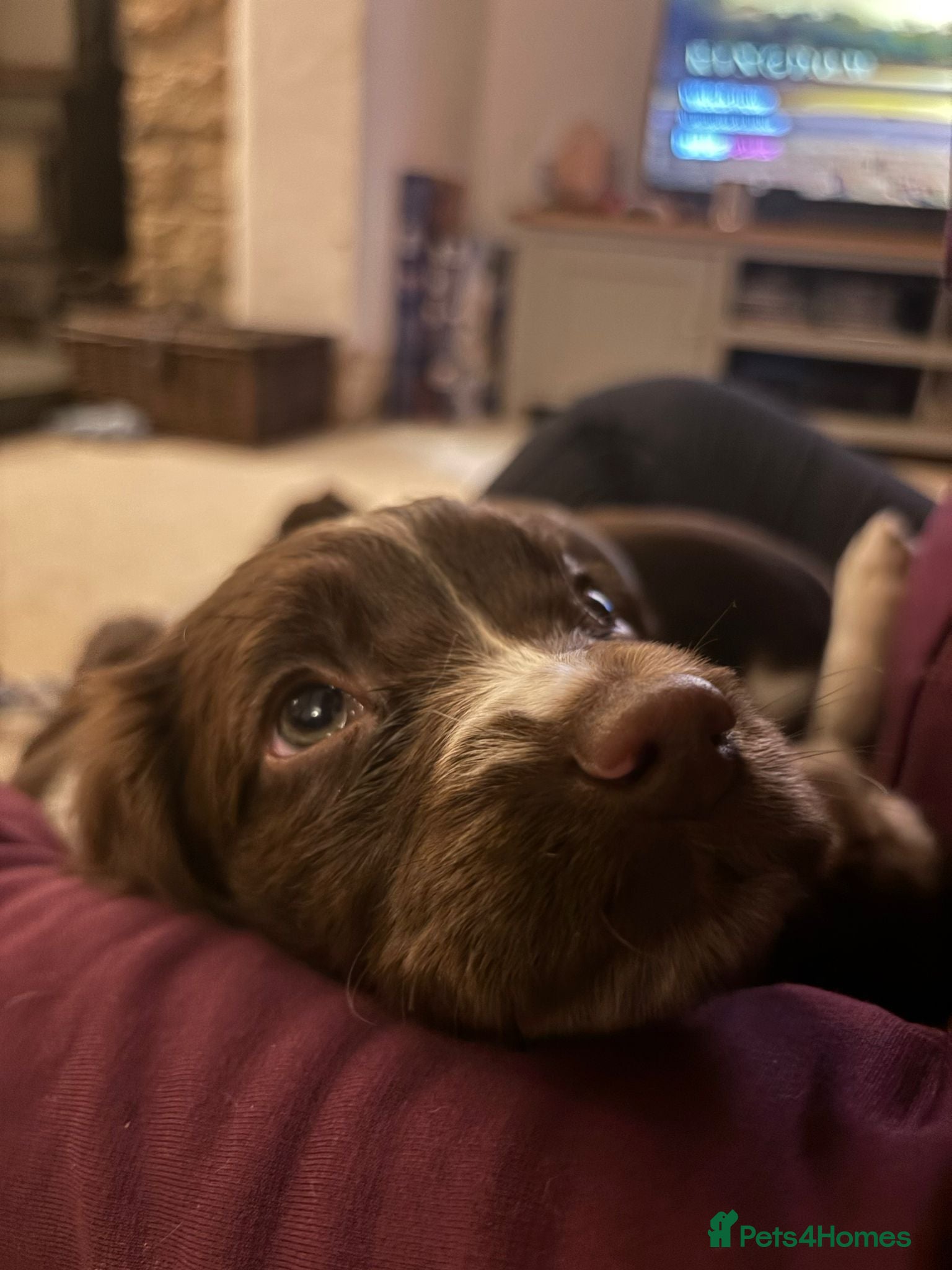 English Springer Spaniel dogs Ready Now: 2 RKC ESS Dogs - FTCh Sire - Advert 1
