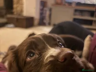 English Springer Spaniel dogs Ready Now: 2 RKC ESS Dogs - FTCh Sire - Advert 14