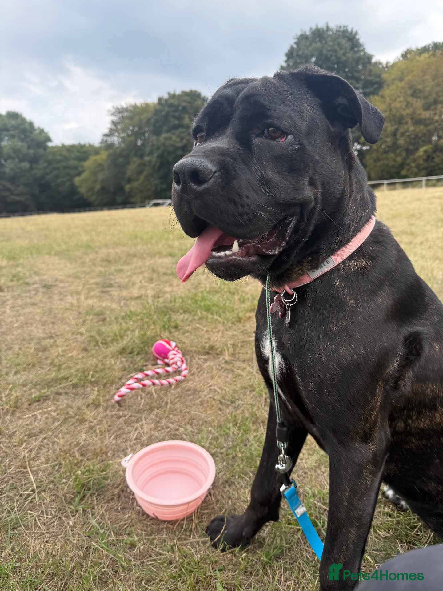 Cane Corso dogs 7 month old female Cane Corso - Experienced home. - Advert 7