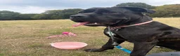 Cane Corso dogs for sale: 7 month old female Cane Corso - Experienced home. - Advert 1