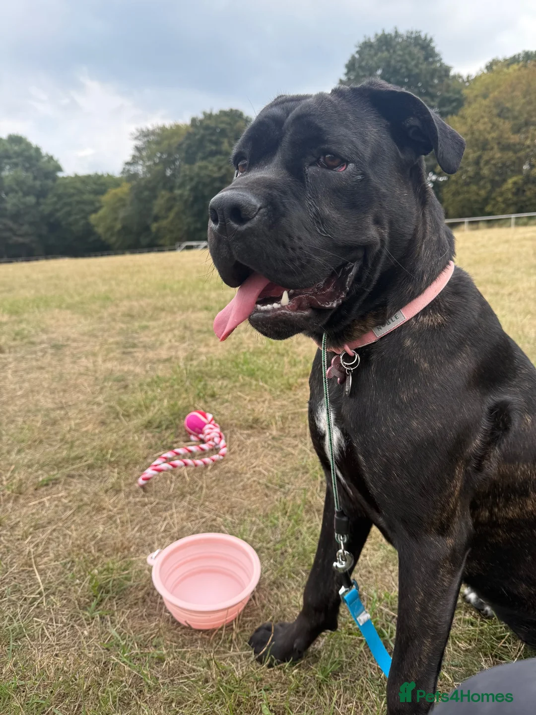 Cane Corso dogs for sale: 7 month old female Cane Corso - Experienced home. - Advert 1