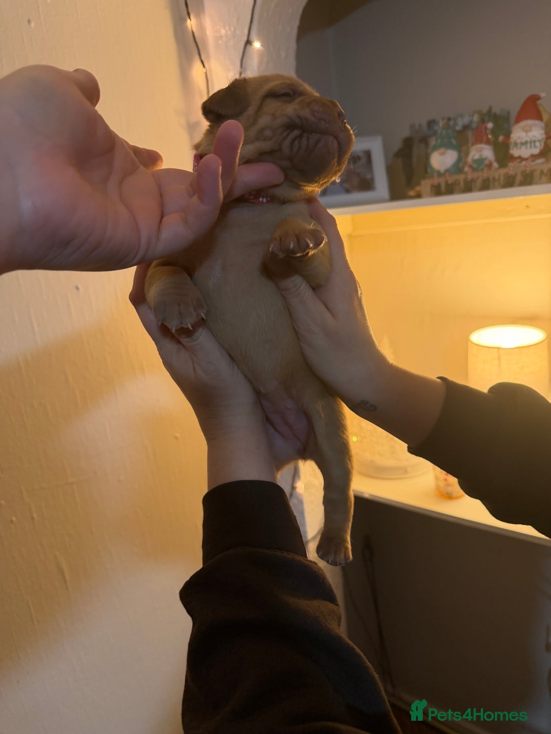 Dogue De Bordeaux dogs for sale: Beautiful Dogue De Bordeaux Puppies - Advert 25