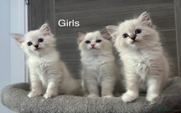 Ragdoll cats for sale: Attention🎈Rare Kitten  - Image 27
