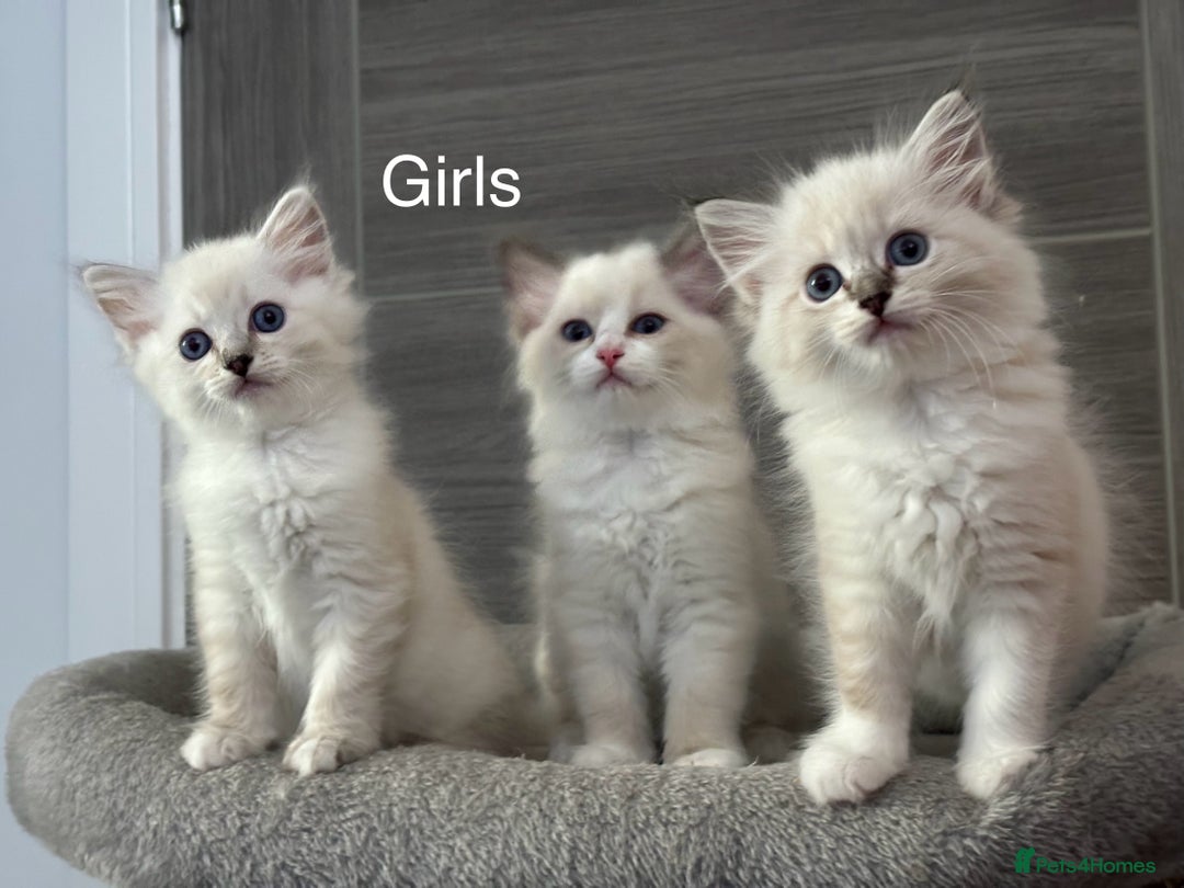 Ragdoll cats for sale: Attention🎈Rare Kitten  - Image 27