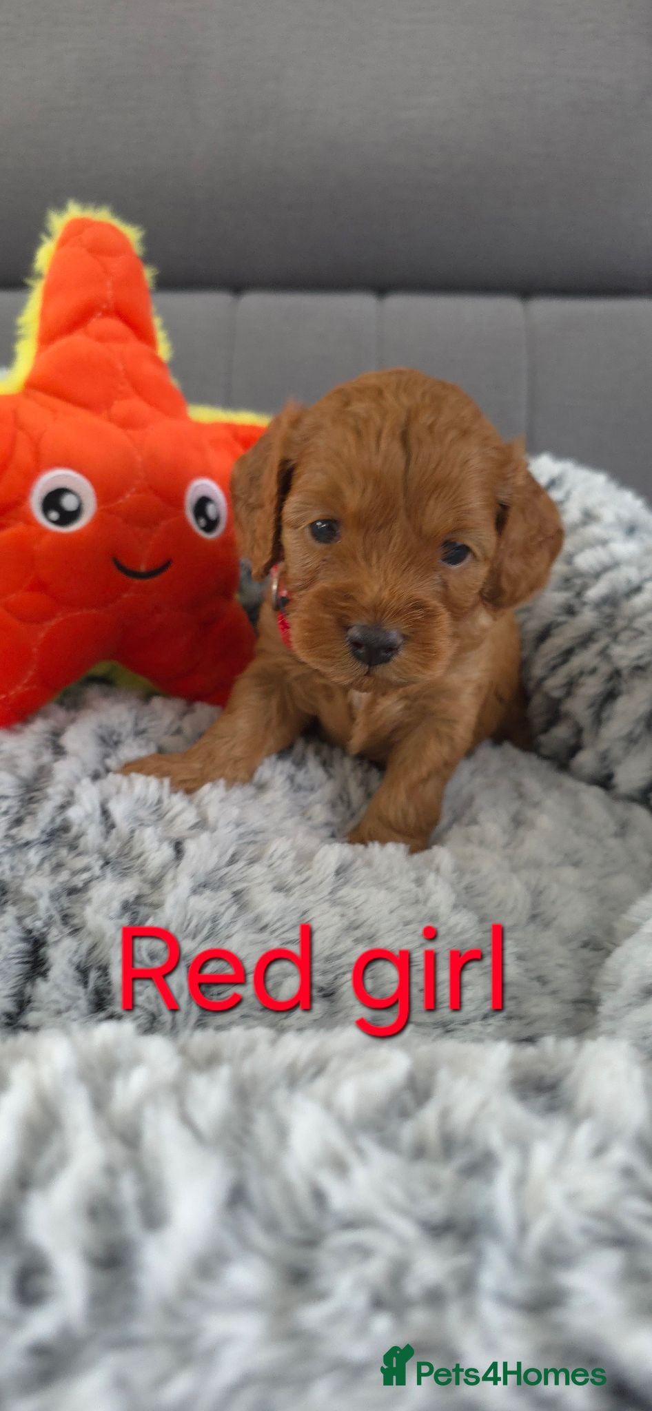 Cavapoo dogs 🌟HEALTH TESTED CAVAPOO F1B - Advert 2