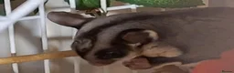 Sugar Glider rodents for sale: 2 brother sugsr gliders  - Advert 4