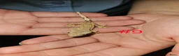 Gecko reptiles for sale: Crested Geckos  - Advert 5