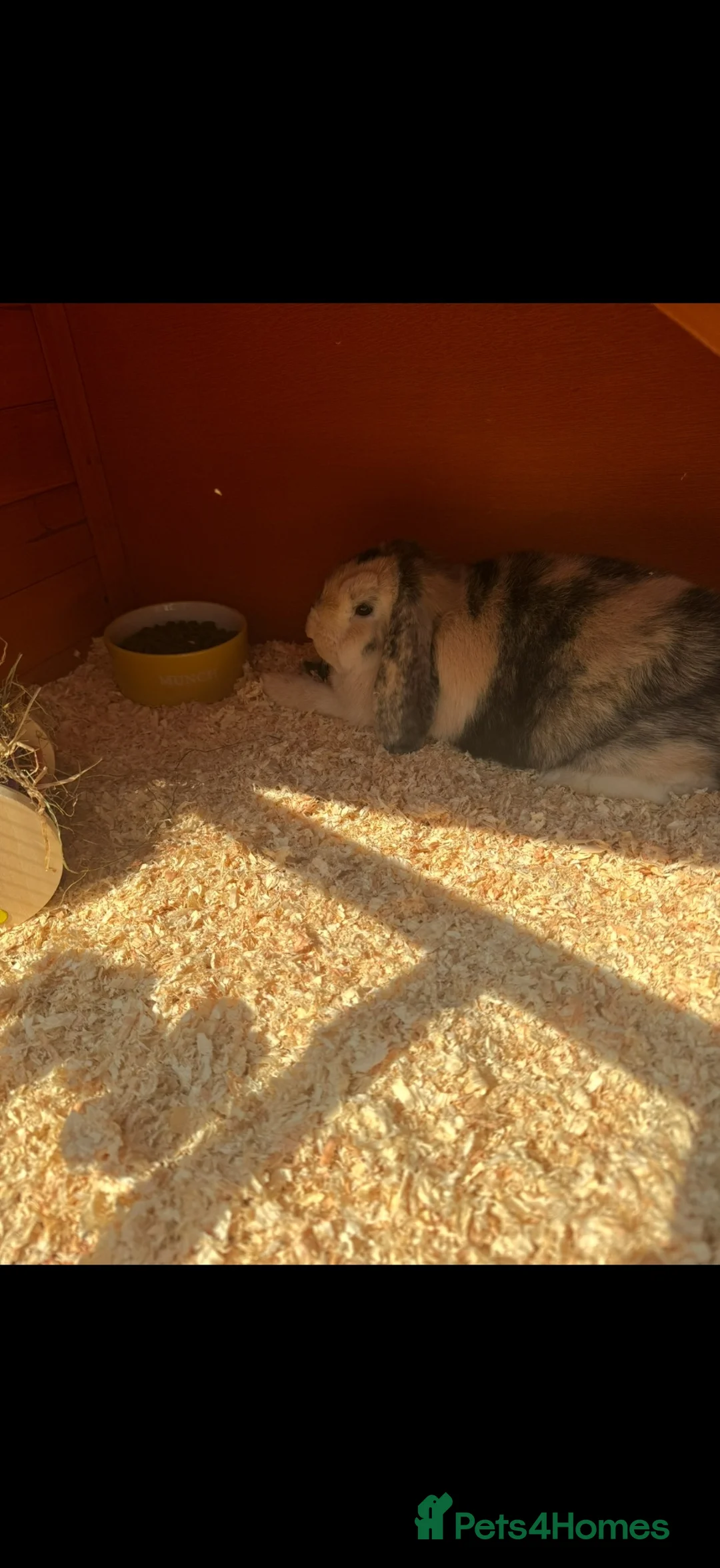 Dwarf Lop rabbits for sale: Two male rabbits FREE to a good home! - Advert 4