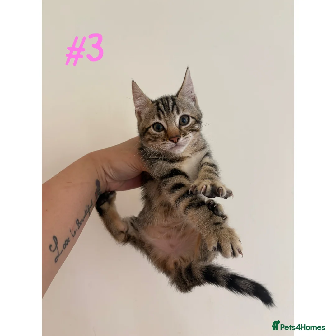 Bengal cats for sale: Adorable Kittens  - Advert 2