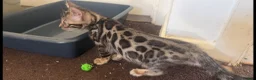 Bengal cats for sale: BENGAL 🔥 KITTENS TICA REGISTERED  - Advert 11