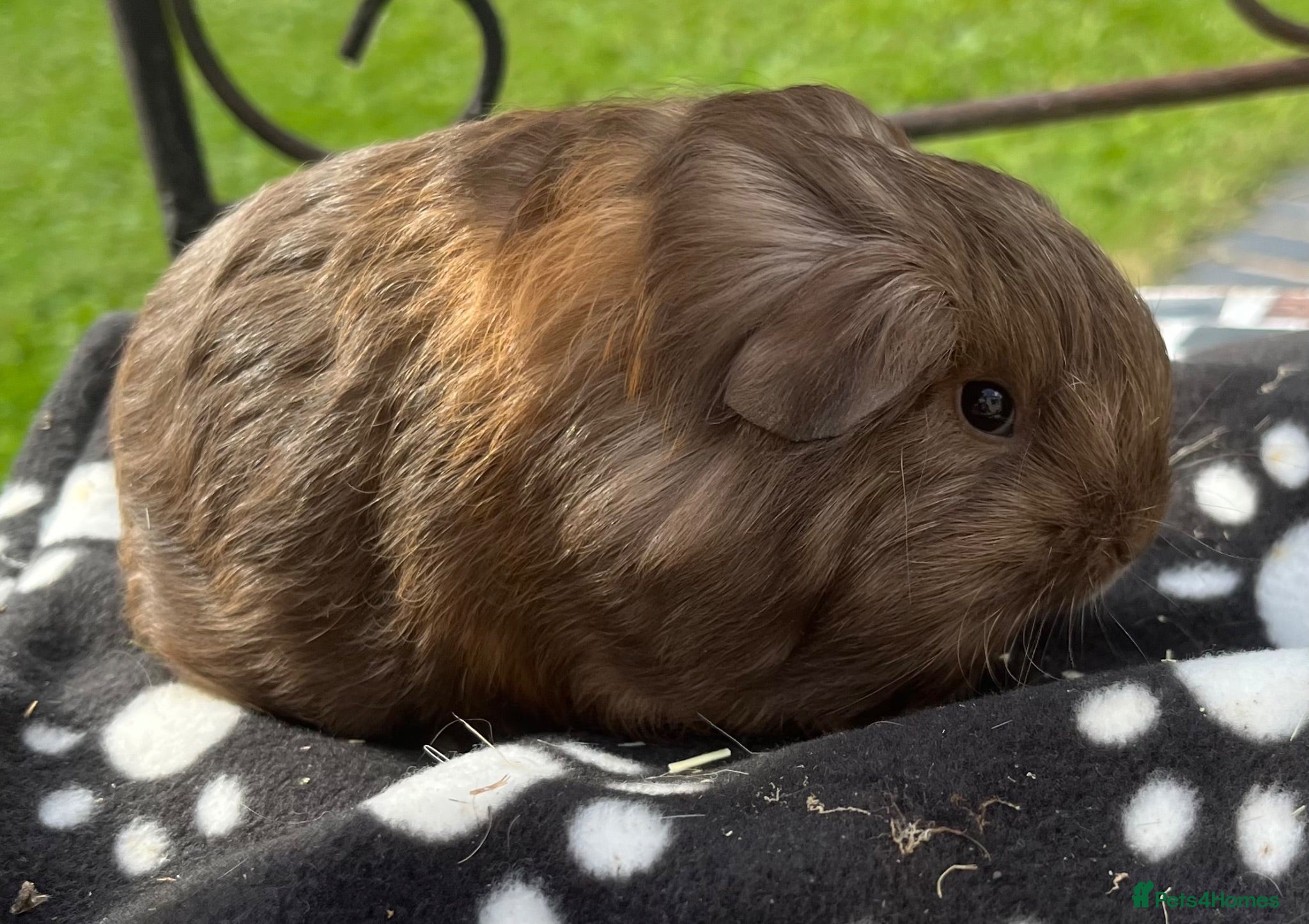 Guinea Pig rodents Guniea pigs. - Advert 11