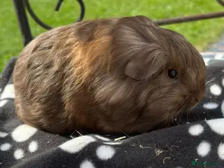 Guinea Pig rodents Guniea pigs. - Advert 11