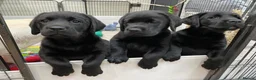 Labrador Retriever dogs for sale: 5* LICENCED LABRADOR BREEDER kc registered  - Advert 8