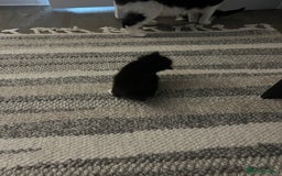 Mixed Breed cats for sale: Beautiful kittens  - Image 6