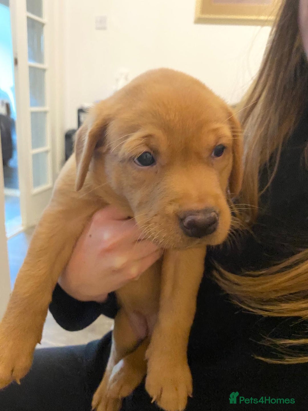 Labrador Retriever dogs for sale: Fox red labrador pups Glasgow  - Advert 38