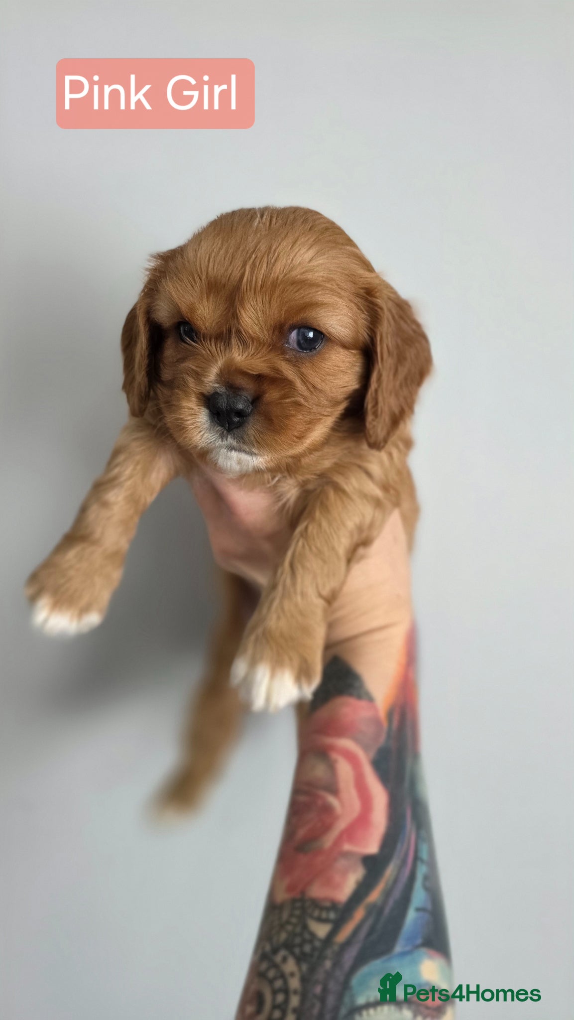 Cavalier King Charles Spaniel dogs for sale: Beautiful Cavalier King Charles Spaniel  in Nottingham - Advert 4