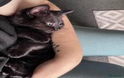 Mixed Breed cats for sale: 2 kittens 9 weeks old....Pumpkin and Boo - Image 5