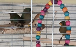 Finches birds for sale:  Finches=Red throated parrotfinchs  - Image 9