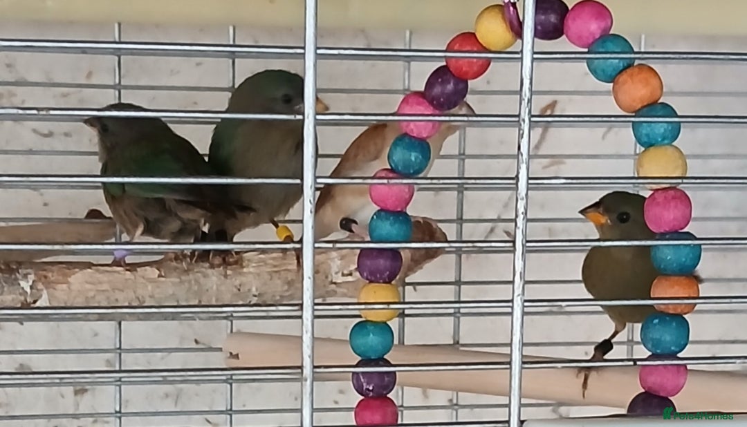 Finches birds for sale:  Finches=Red throated parrotfinchs  - Image 9