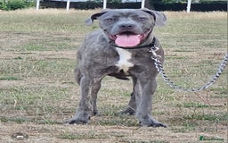 Cane Corso dogs for sale: Cane corso for sale - Image 4