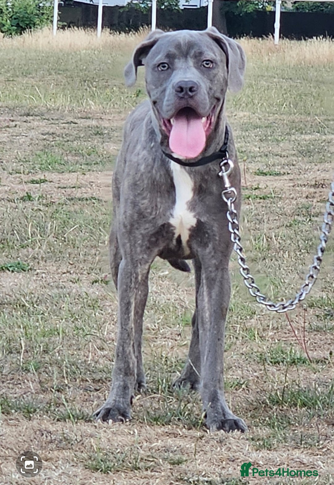 Cane Corso dogs for sale: Cane corso for sale - Image 4