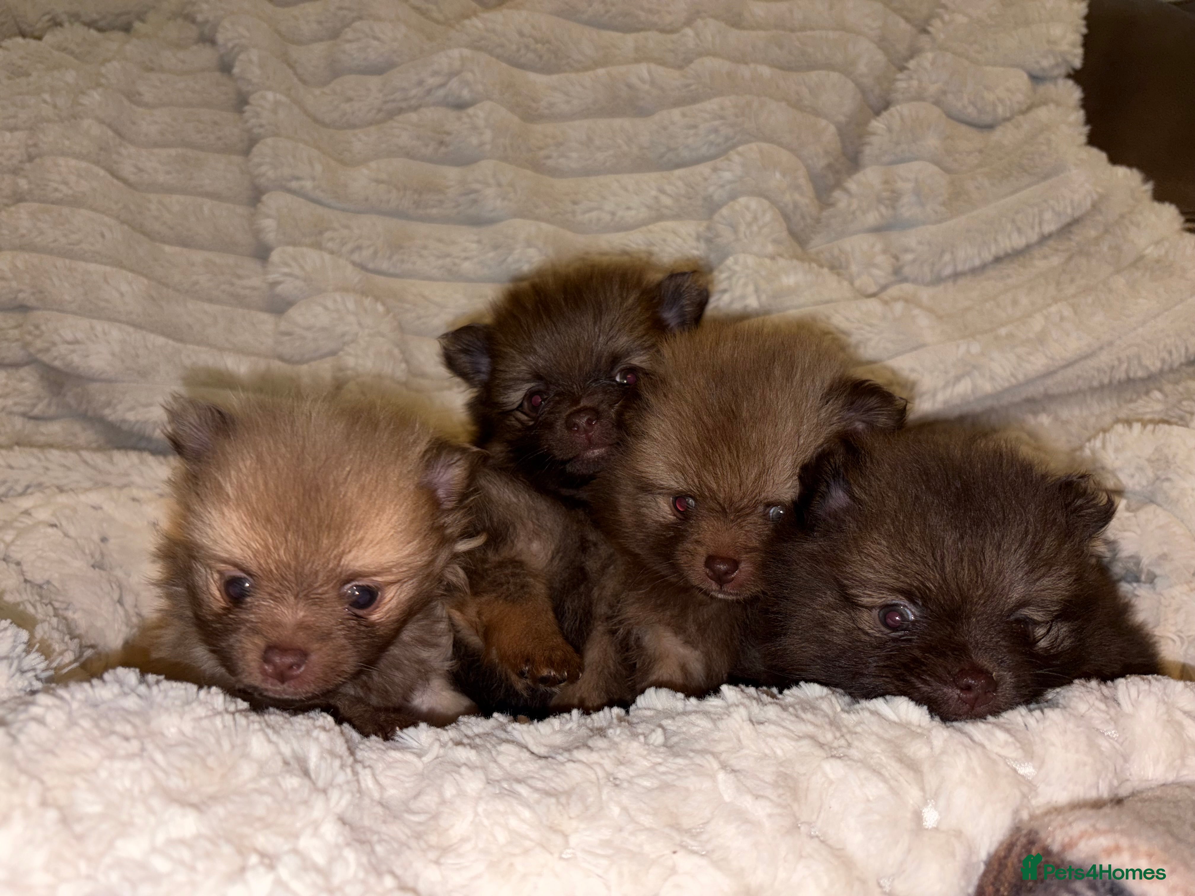 Pomeranian dogs Adorable Pomeranian puppy’s  - Advert 16