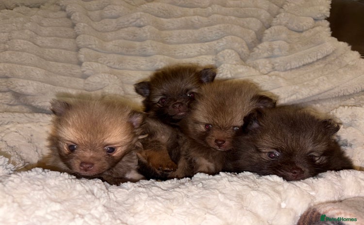 Pomeranian dogs Adorable Pomeranian puppy’s  - Advert 2