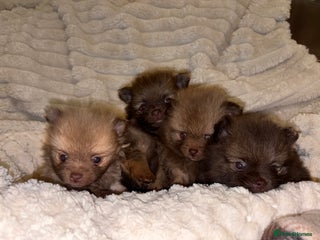 Pomeranian dogs Adorable Pomeranian puppy’s - Advert 3