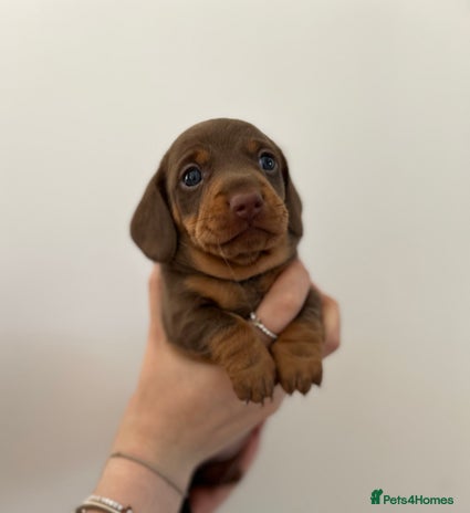 Dachshund dogs - Advert 1