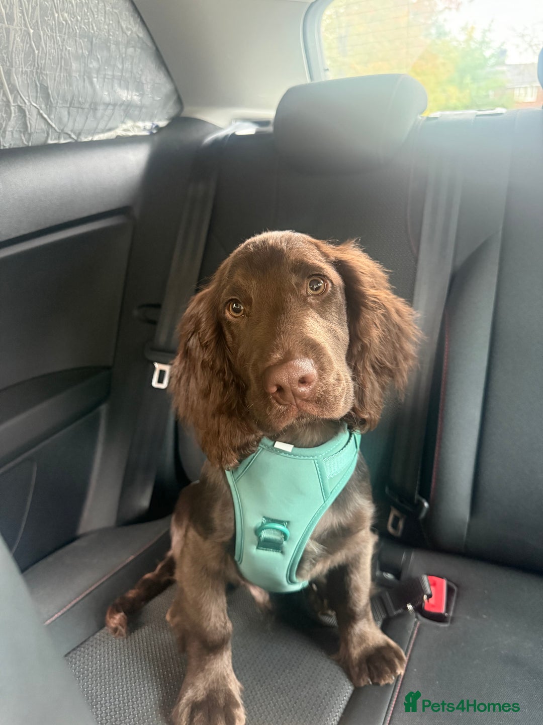 Cocker Spaniel dogs for sale: Cocker Spaniel Puppy - Advert 5