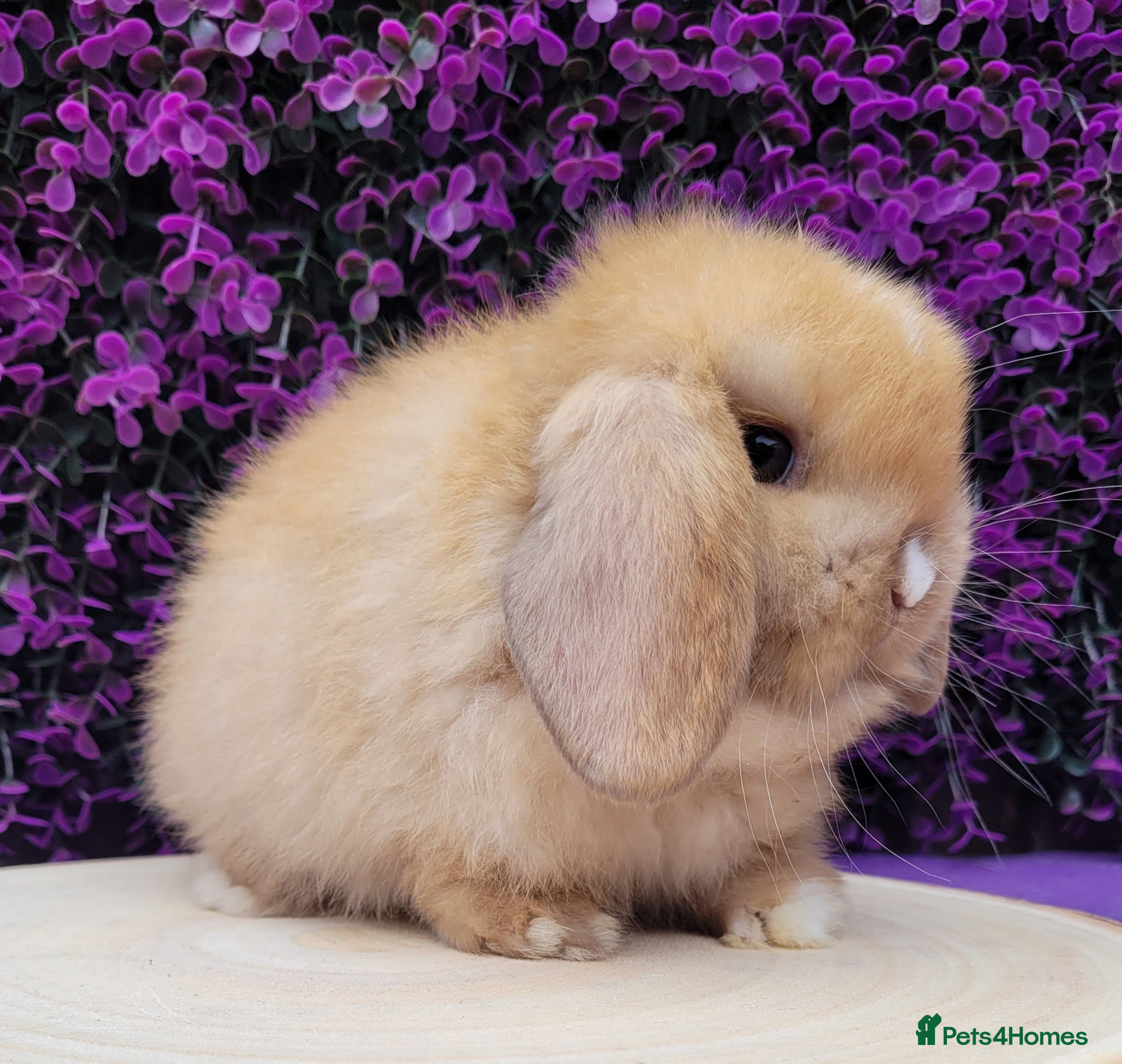 Mini Lop rabbits Beautiful Purebred Mini Lop Bunnies - Advert 13
