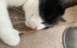 European cats for adoption: Maisie is looking for the perfect forever home - Image 10