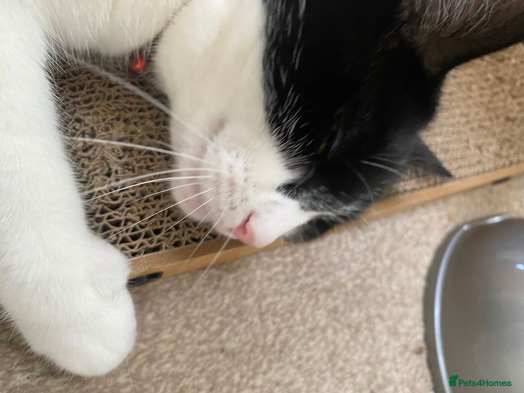 European cats for adoption: Maisie is looking for the perfect forever home - Image 10