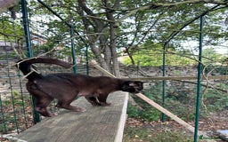 Burmese cats for sale: Pedigree Burmese retired queen and stud   - Image 14