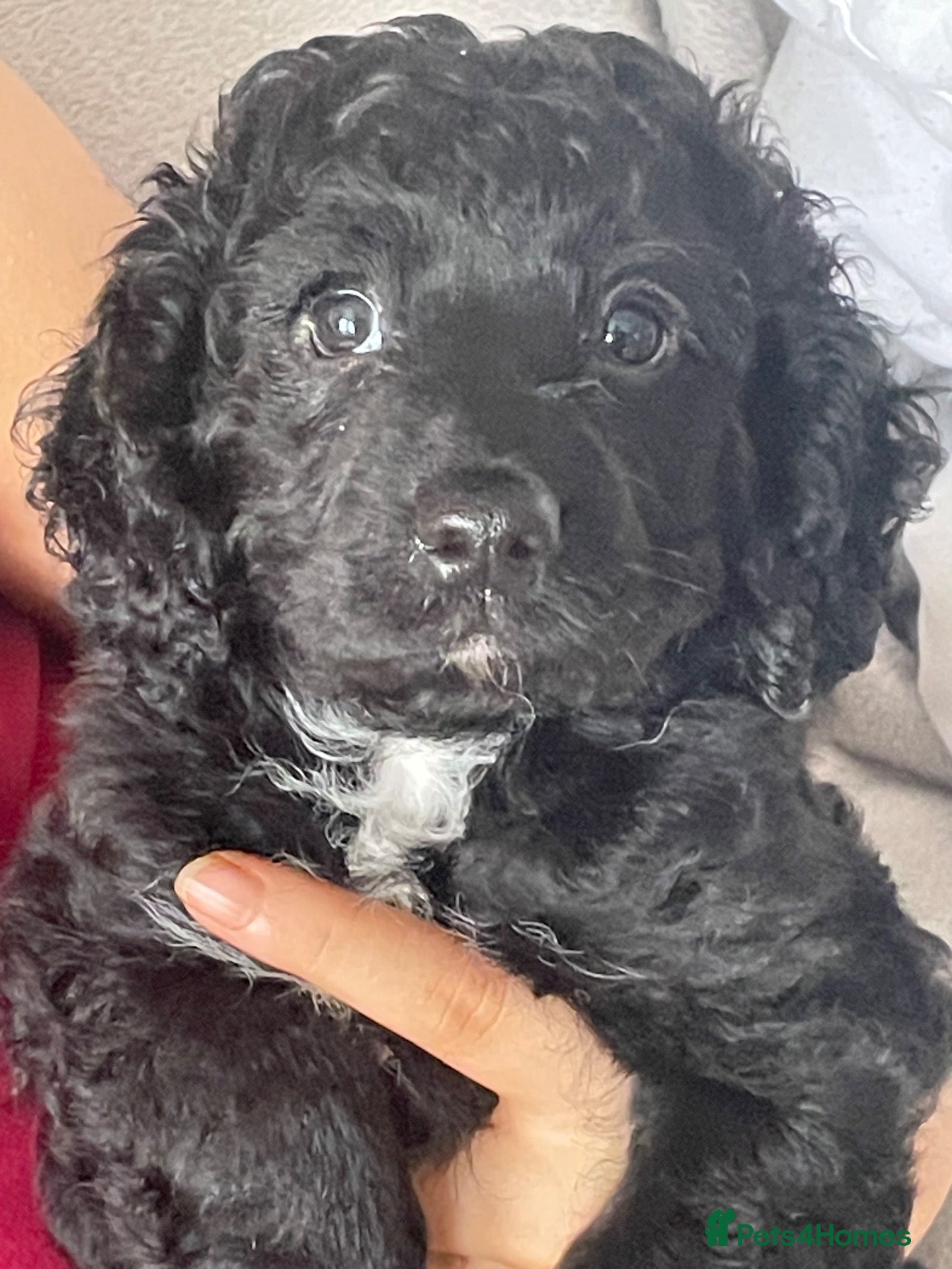 Cockapoo dogs Beautiful F2 black girl cockapoo - Advert 7