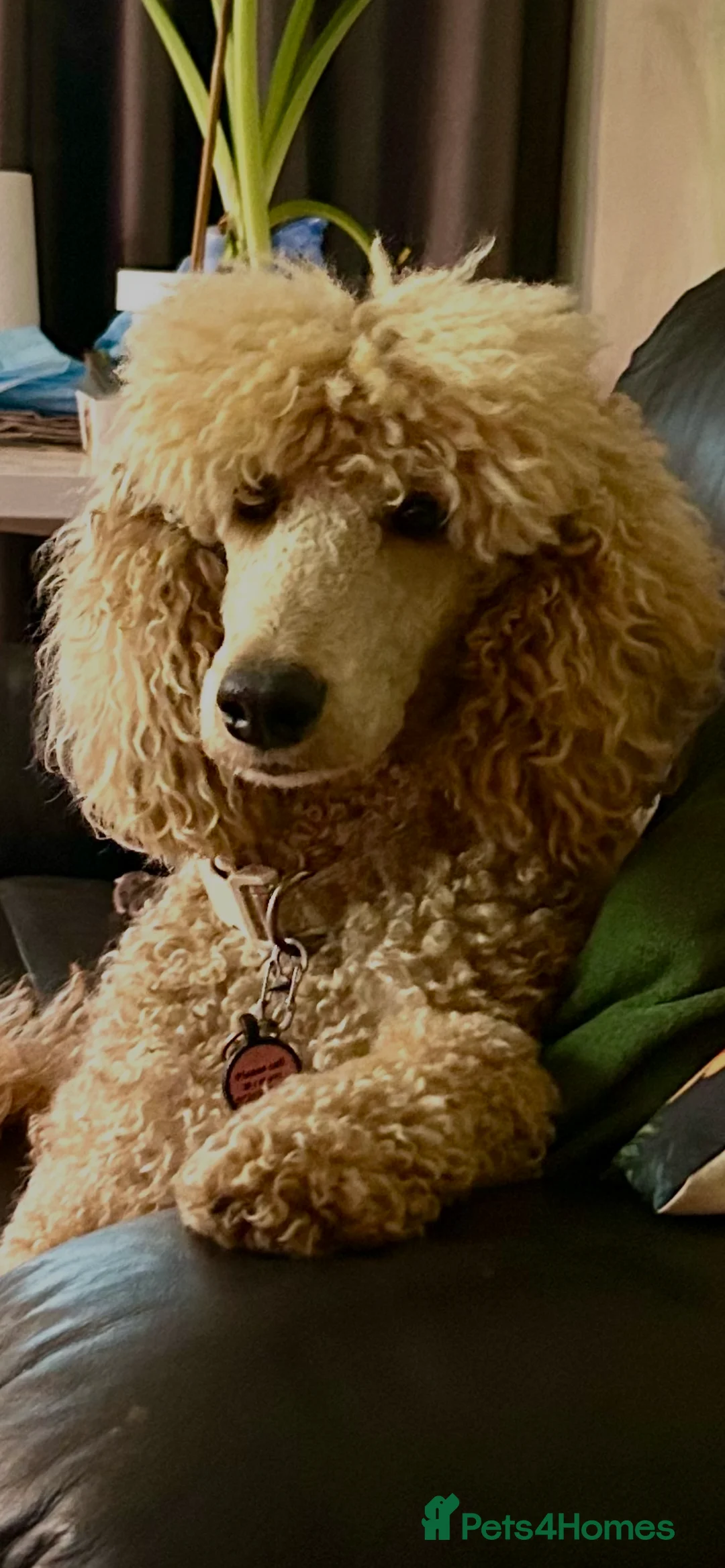 Poodle dogs for sale: Poodle (Moyen) - Advert 10