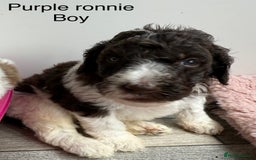 Labradoodle dogs for sale: Therapy breeder 5th gen miniature F1bbbb - Image 29