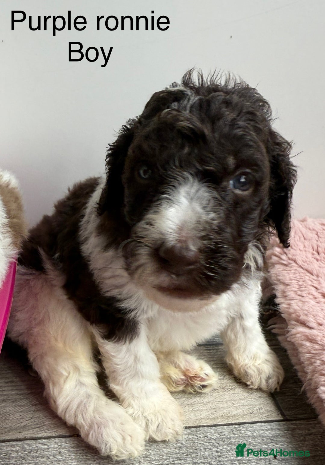 Labradoodle dogs for sale: Therapy breeder 5th gen miniature F1bbbb - Image 29