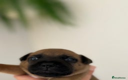 Staffordshire Bull Terrier dogs for sale: Red Staffordshire bull terrier puppies  - Image 8