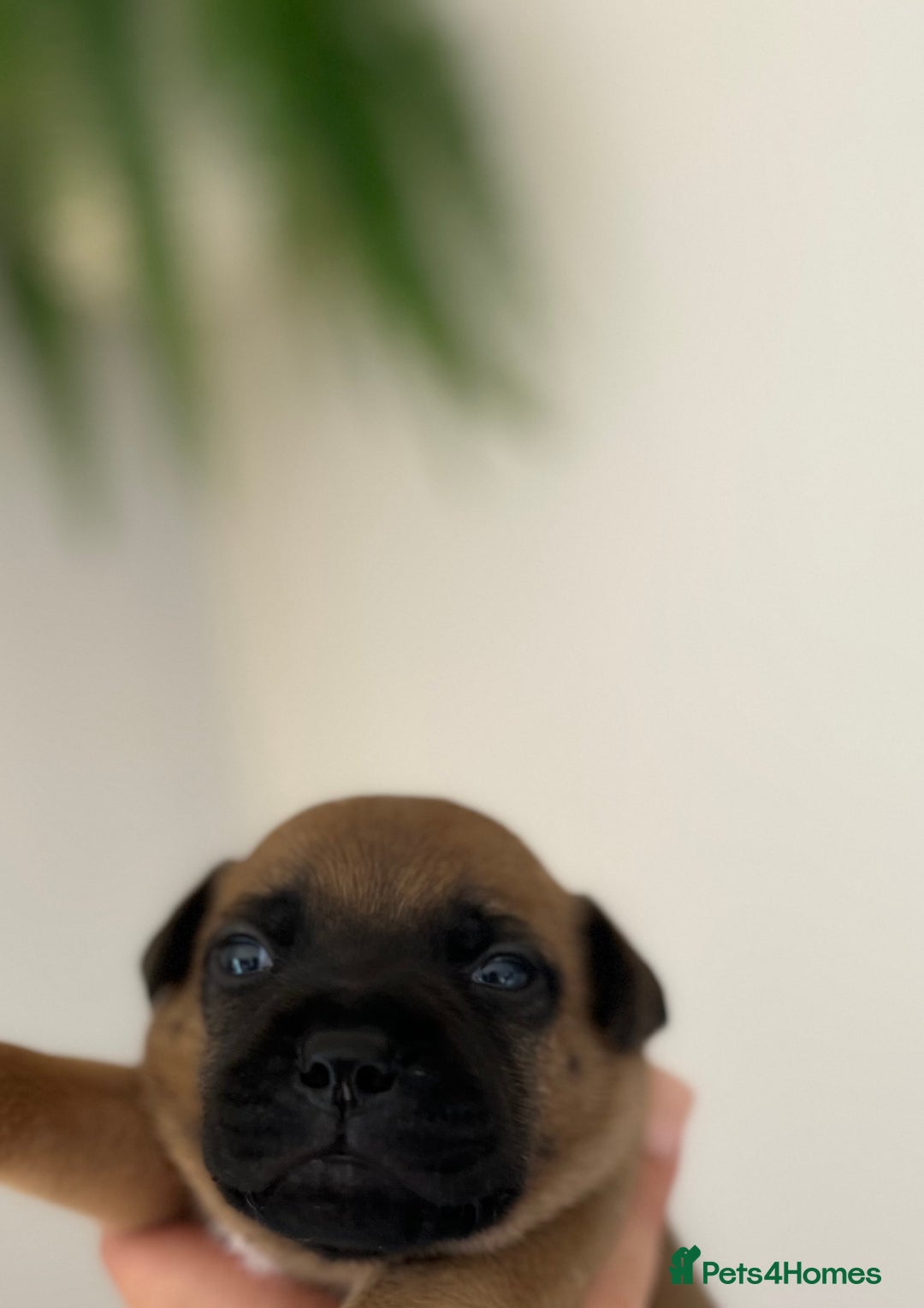 Staffordshire Bull Terrier dogs for sale: Red Staffordshire bull terrier puppies  - Image 8