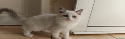 Ragdoll cats for sale: Ragdoll Kittens Championship DNA tested GCCF reg - Advert 15