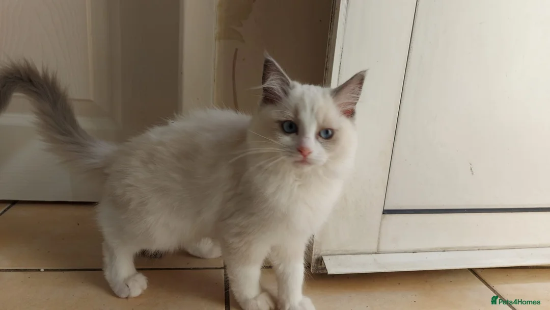 Ragdoll cats for sale: Ragdoll Kittens Championship DNA tested GCCF reg - Advert 15