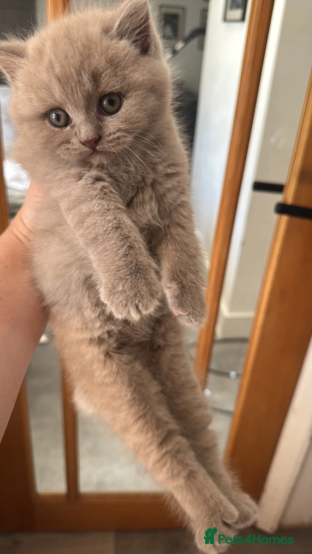 British Shorthair cats for sale: 2 x British Shorthair Kittens  in Brighton - Advert 2