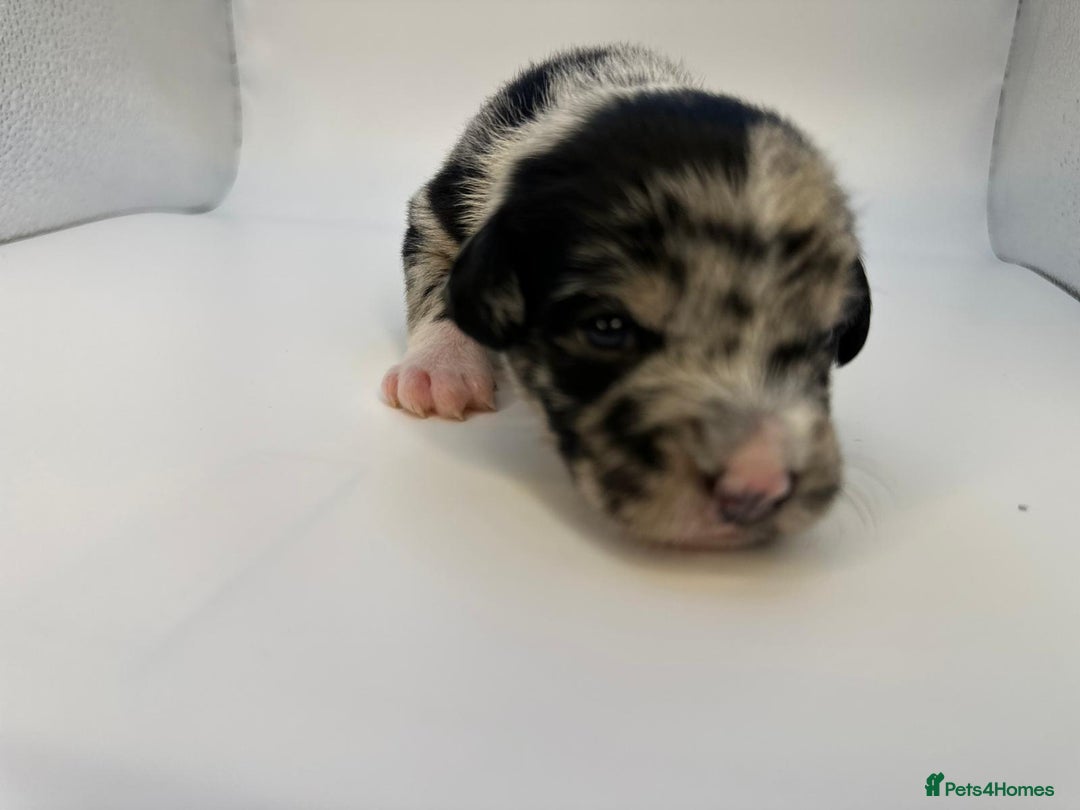 Mixed Breed dogs for sale: Floodle  - Image 12
