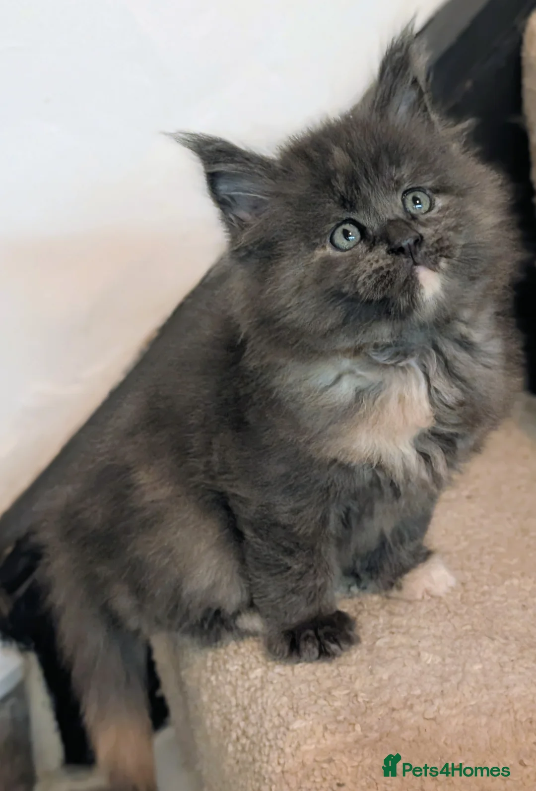 Maine Coon cats for sale: Beautiful Tica Registered Maine Coon Kittens  - Advert 23